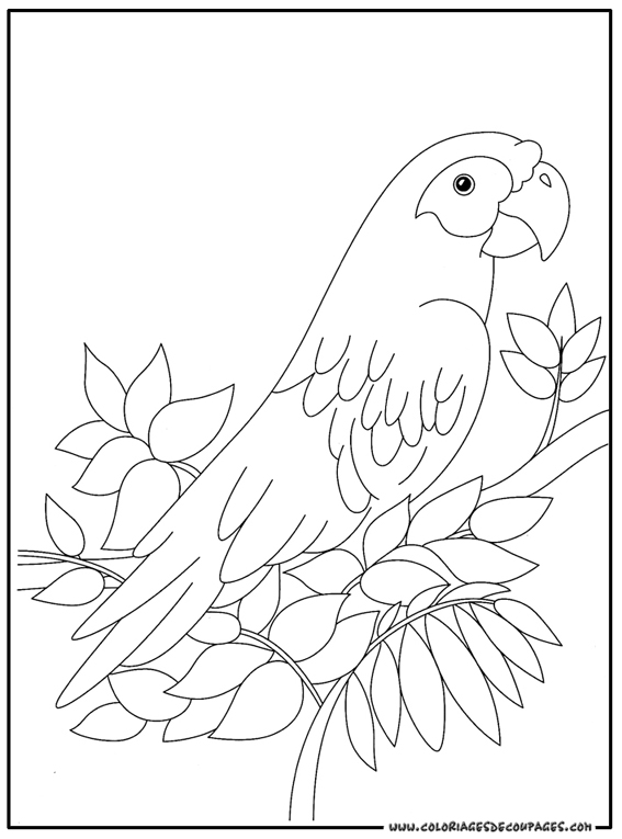 Disegno da colorare: Pappagallo (Animali) #16078 - Pagine da Colorare Stampabili Gratuite