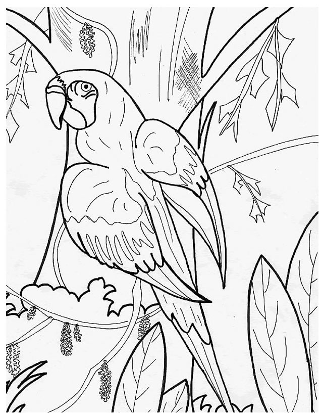 Disegno da colorare: Pappagallo (Animali) #16104 - Pagine da Colorare Stampabili Gratuite