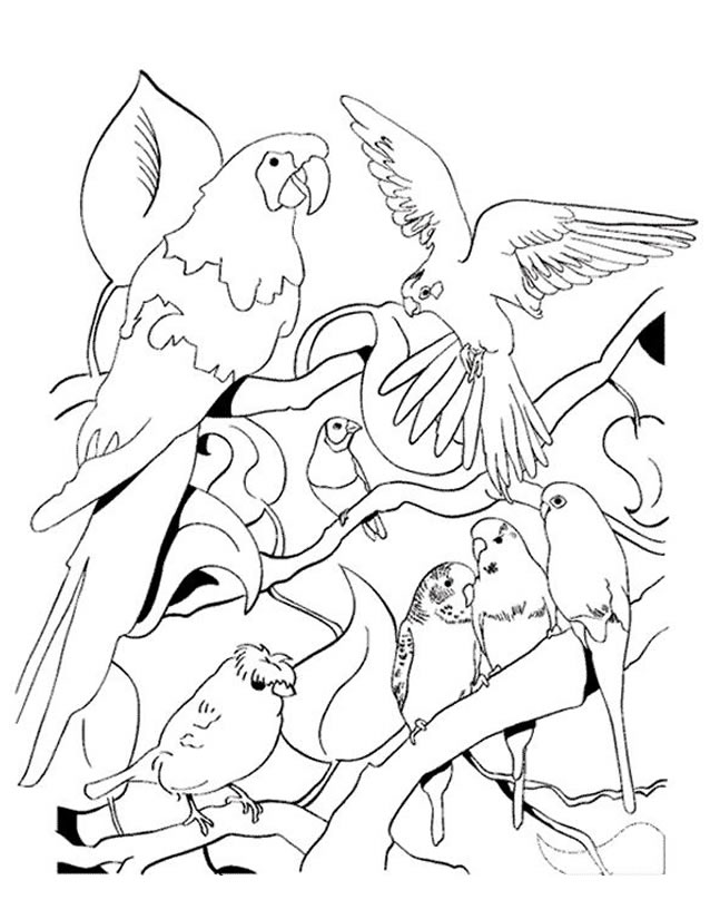 Disegno da colorare: Pappagallo (Animali) #16147 - Pagine da Colorare Stampabili Gratuite