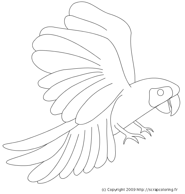 Disegno da colorare: Pappagallo (Animali) #16160 - Pagine da Colorare Stampabili Gratuite