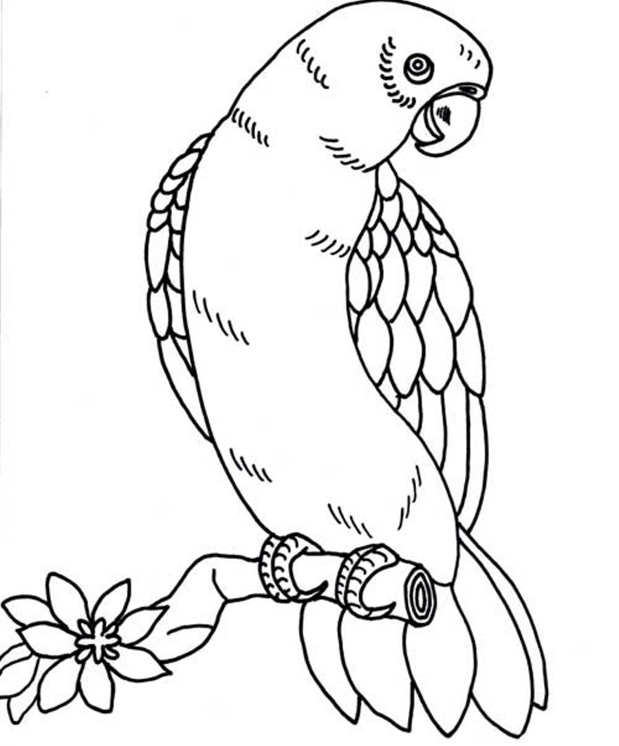 Disegno da colorare: Pappagallo (Animali) #16225 - Pagine da Colorare Stampabili Gratuite