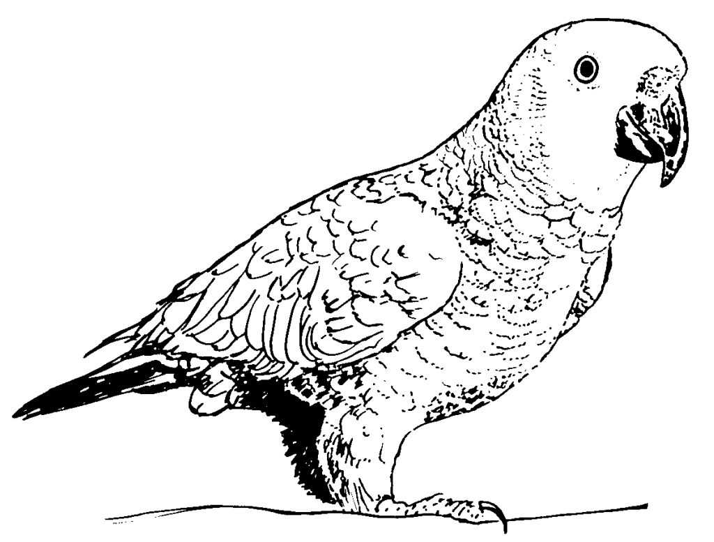 Disegno da colorare: Pappagallo (Animali) #16251 - Pagine da Colorare Stampabili Gratuite