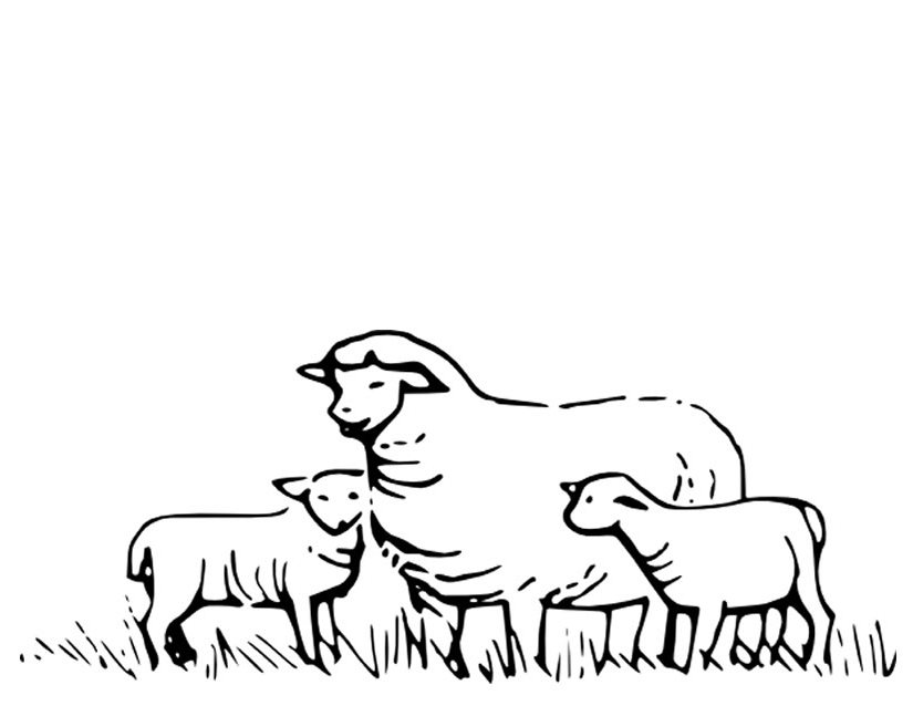 Disegno da colorare: Pecora (Animali) #11415 - Pagine da Colorare Stampabili Gratuite