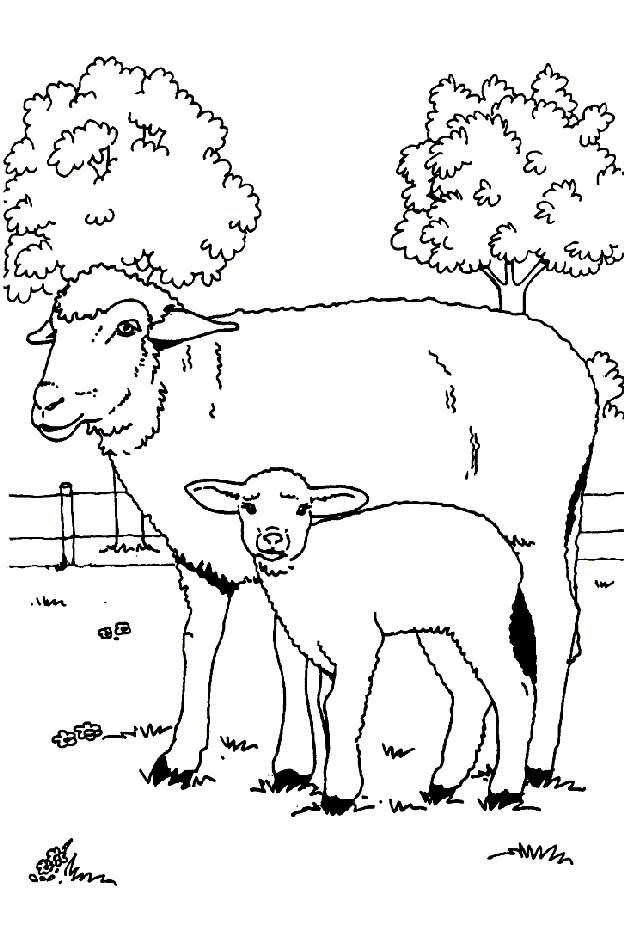 Disegno da colorare: Pecora (Animali) #11544 - Pagine da Colorare Stampabili Gratuite