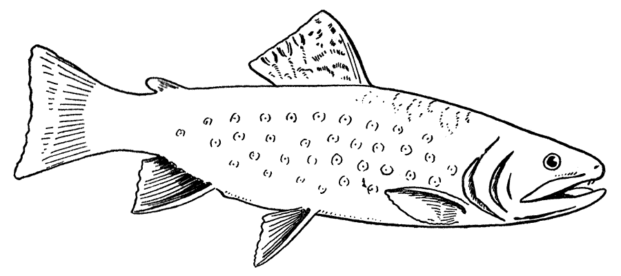 Disegno da colorare: Pescare (Animali) #17136 - Pagine da Colorare Stampabili Gratuite