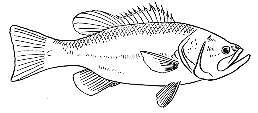 Disegno da colorare: Pescare (Animali) #17170 - Pagine da Colorare Stampabili Gratuite