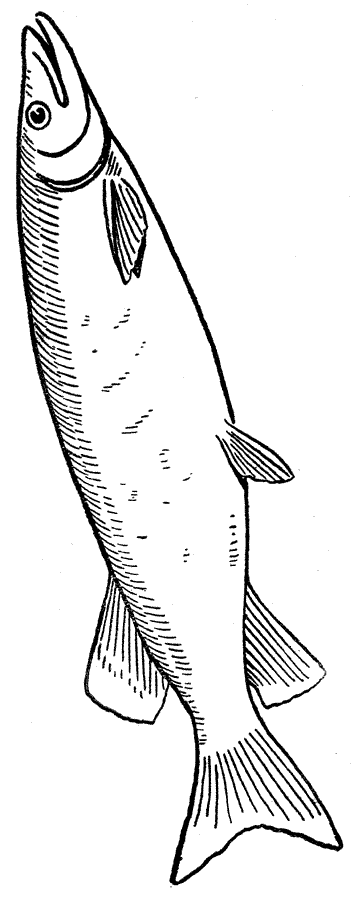 Disegno da colorare: Pescare (Animali) #17194 - Pagine da Colorare Stampabili Gratuite