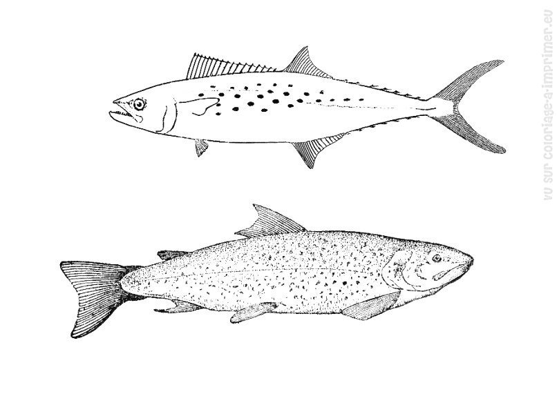 Disegno da colorare: Pescare (Animali) #17209 - Pagine da Colorare Stampabili Gratuite