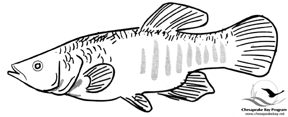 Disegno da colorare: Pescare (Animali) #17220 - Pagine da Colorare Stampabili Gratuite