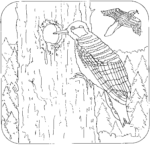 Disegno da colorare: Picchio (Animali) #16683 - Pagine da Colorare Stampabili Gratuite