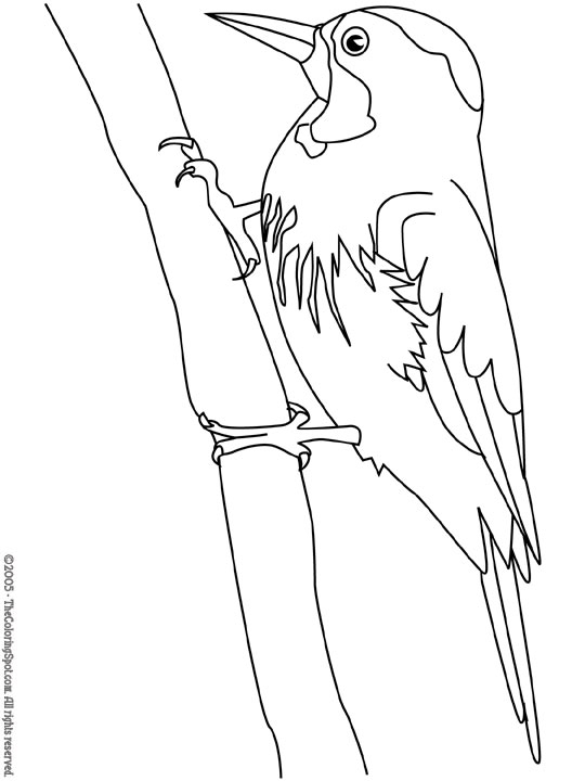 Disegno da colorare: Picchio (Animali) #16722 - Pagine da Colorare Stampabili Gratuite