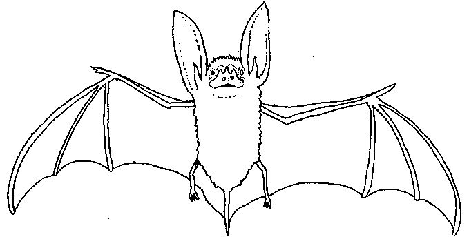 Disegno da colorare: Pipistrello (Animali) #1984 - Pagine da Colorare Stampabili Gratuite