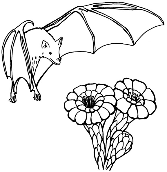 Disegno da colorare: Pipistrello (Animali) #2031 - Pagine da Colorare Stampabili Gratuite