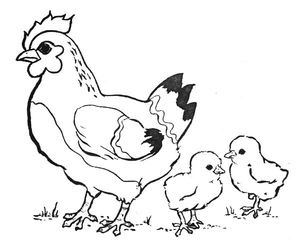 Disegno da colorare: Pollo (Animali) #17229 - Pagine da Colorare Stampabili Gratuite