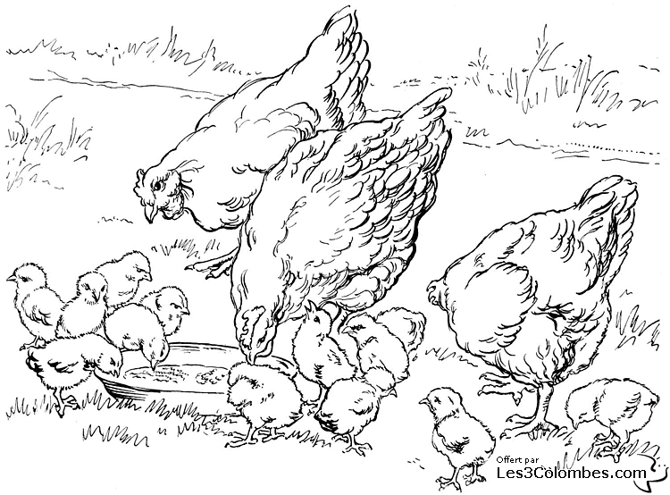 Disegno da colorare: Pollo (Animali) #17265 - Pagine da Colorare Stampabili Gratuite