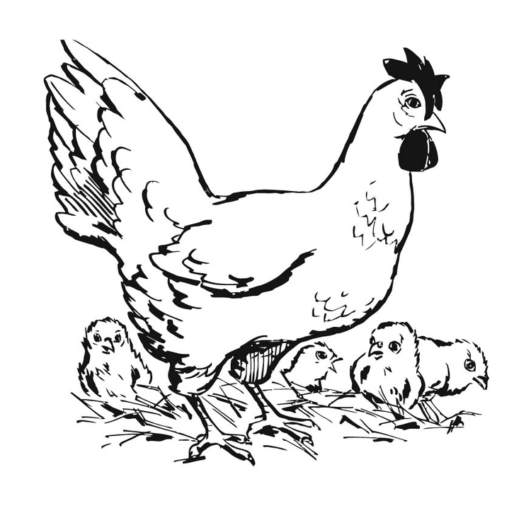 Disegno da colorare: Pollo (Animali) #17328 - Pagine da Colorare Stampabili Gratuite