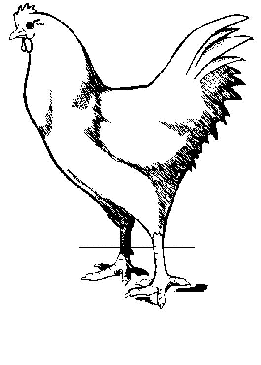 Disegno da colorare: Pollo (Animali) #17351 - Pagine da Colorare Stampabili Gratuite