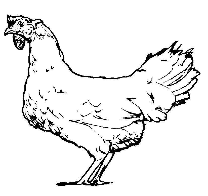 Disegno da colorare: Pollo (Animali) #17371 - Pagine da Colorare Stampabili Gratuite