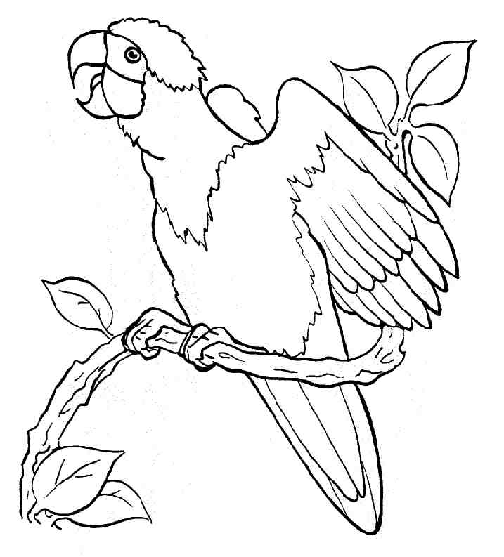 Disegno da colorare: Pollo (Animali) #17402 - Pagine da Colorare Stampabili Gratuite