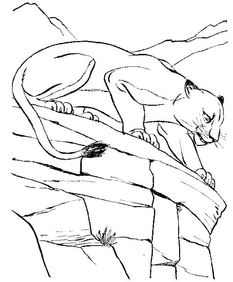 Disegno da colorare: Puma (Animali) #4383 - Pagine da Colorare Stampabili Gratuite