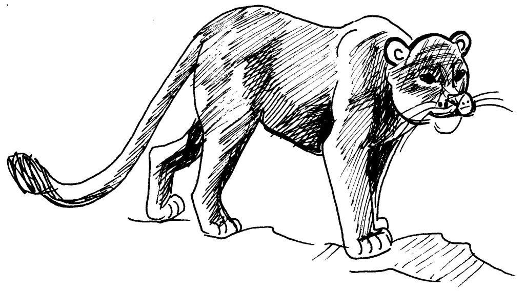 Disegno da colorare: Puma (Animali) #4385 - Pagine da Colorare Stampabili Gratuite