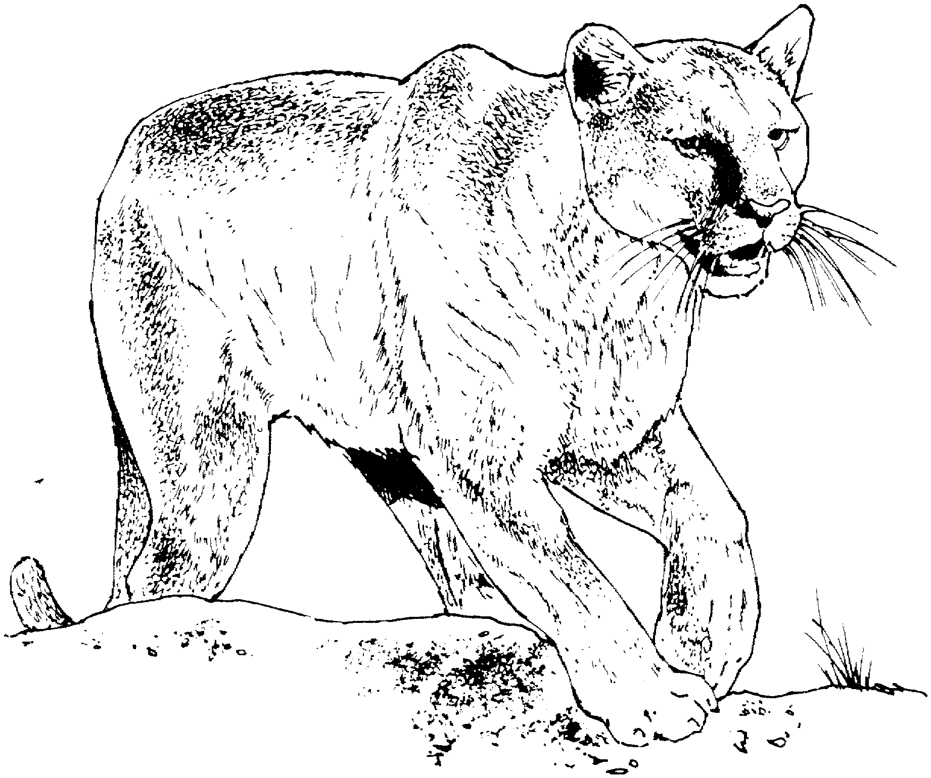 Disegno da colorare: Puma (Animali) #4476 - Pagine da Colorare Stampabili Gratuite