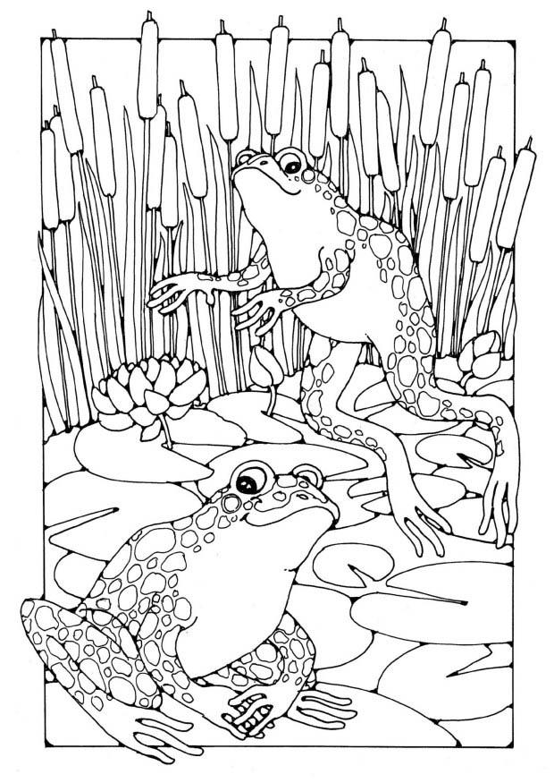 Disegno da colorare: Rana (Animali) #7716 - Pagine da Colorare Stampabili Gratuite