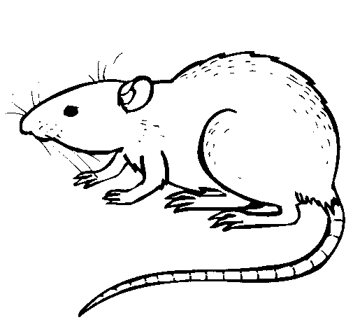 Disegno da colorare: Ratto (Animali) #15164 - Pagine da Colorare Stampabili Gratuite