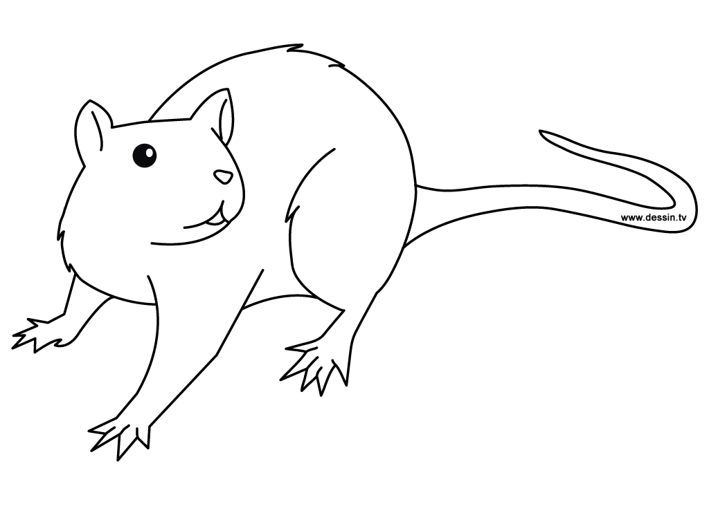 Disegno da colorare: Ratto (Animali) #15167 - Pagine da Colorare Stampabili Gratuite