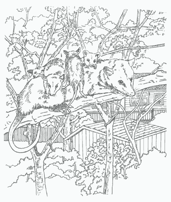 Disegno da colorare: Ratto (Animali) #15179 - Pagine da Colorare Stampabili Gratuite