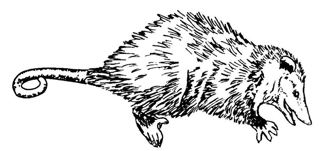 Disegno da colorare: Ratto (Animali) #15254 - Pagine da Colorare Stampabili Gratuite