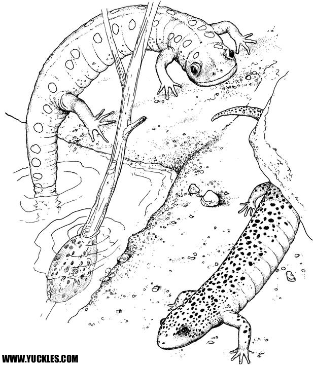 Disegno da colorare: Salamandra (Animali) #19890 - Pagine da Colorare Stampabili Gratuite