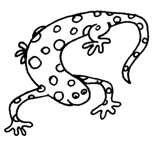 Disegno da colorare: Salamandra (Animali) #19895 - Pagine da Colorare Stampabili Gratuite