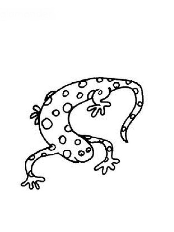 Disegno da colorare: Salamandra (Animali) #19905 - Pagine da Colorare Stampabili Gratuite