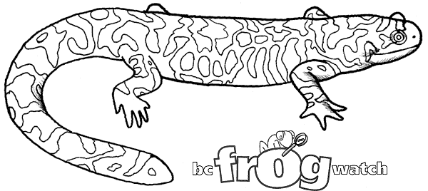 Disegno da colorare: Salamandra (Animali) #19956 - Pagine da Colorare Stampabili Gratuite