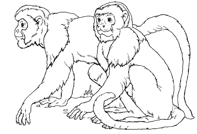 Disegno da colorare: Scimmia (Animali) #14177 - Pagine da Colorare Stampabili Gratuite