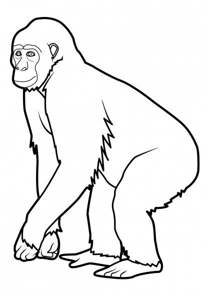 Disegno da colorare: Scimmia (Animali) #14196 - Pagine da Colorare Stampabili Gratuite