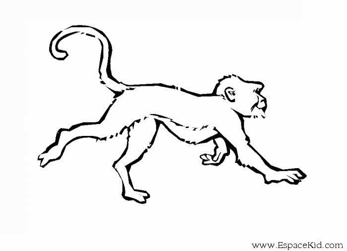 Disegno da colorare: Scimmia (Animali) #14214 - Pagine da Colorare Stampabili Gratuite