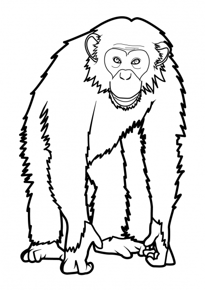 Disegno da colorare: Scimmia (Animali) #14220 - Pagine da Colorare Stampabili Gratuite