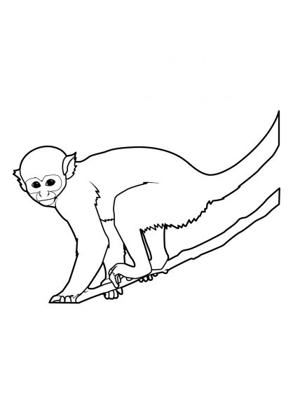 Disegno da colorare: Scimmia (Animali) #14225 - Pagine da Colorare Stampabili Gratuite