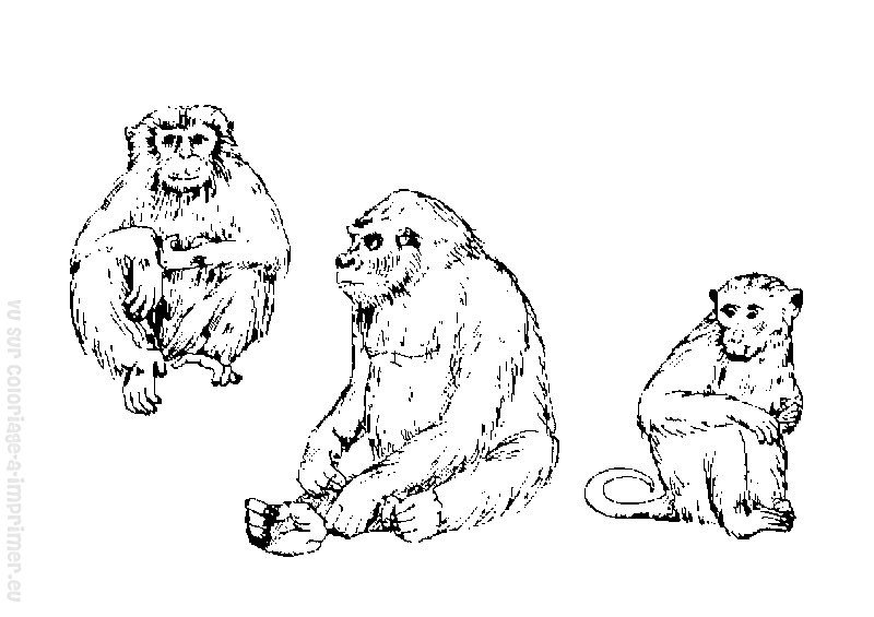 Disegno da colorare: Scimmia (Animali) #14289 - Pagine da Colorare Stampabili Gratuite