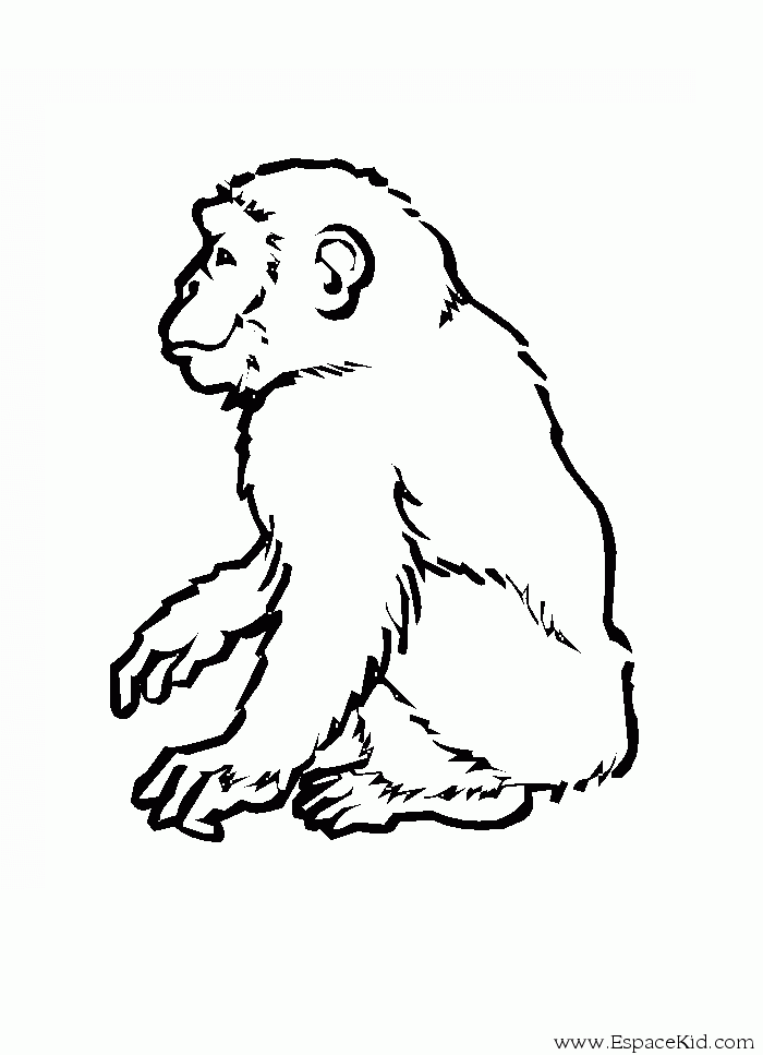 Disegno da colorare: Scimmia (Animali) #14295 - Pagine da Colorare Stampabili Gratuite