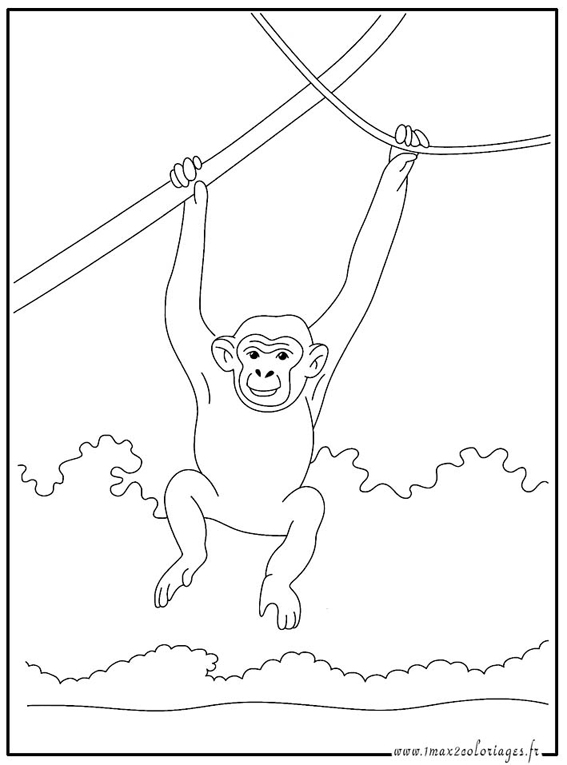 Disegno da colorare: Scimpanzé (Animali) #2761 - Pagine da Colorare Stampabili Gratuite