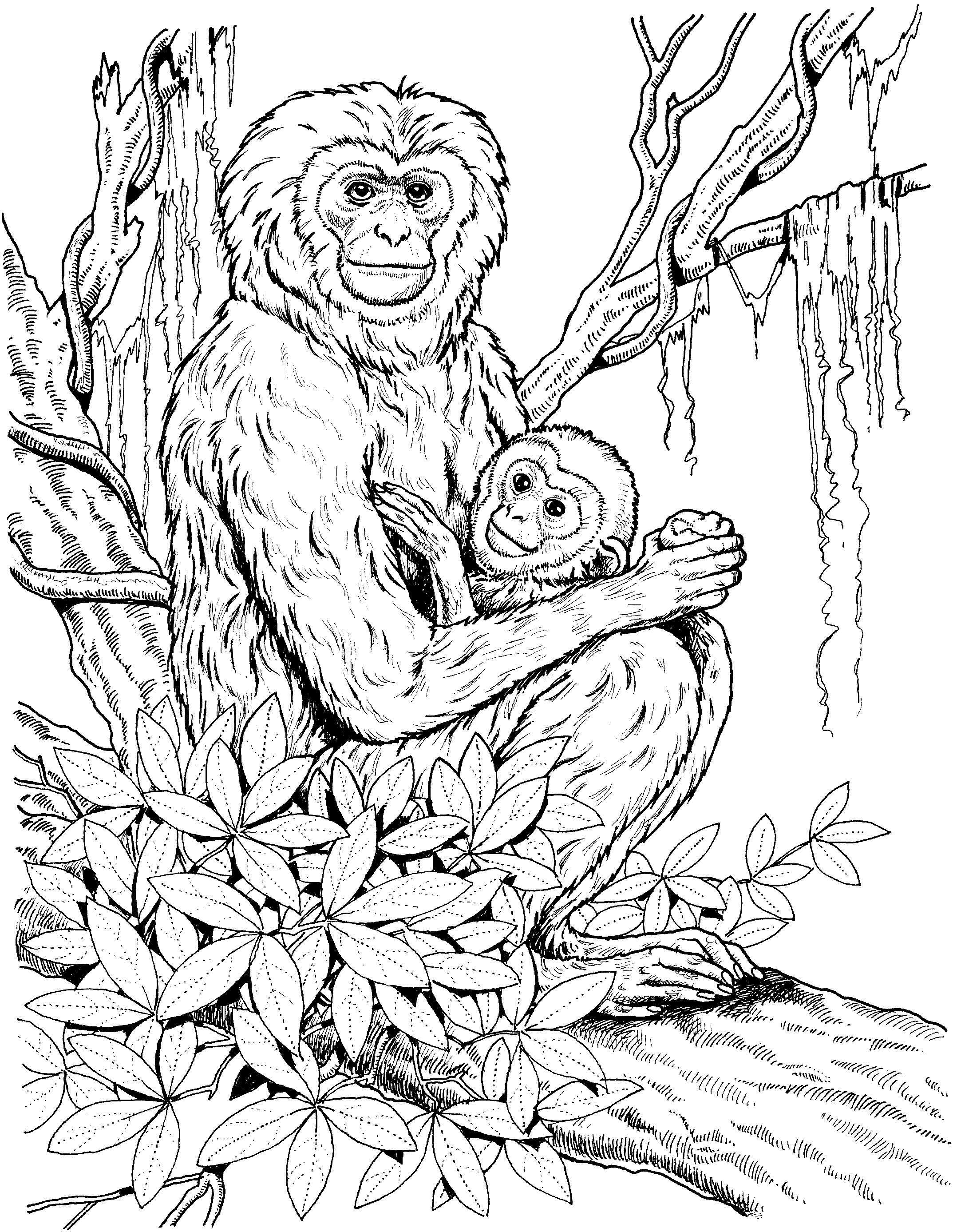 Disegno da colorare: Scimpanzé (Animali) #2833 - Pagine da Colorare Stampabili Gratuite