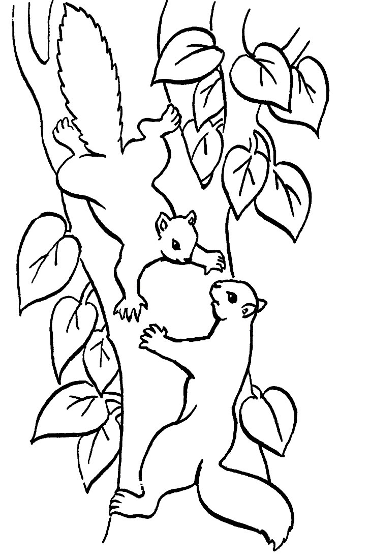 Disegno da colorare: Scoiattolo (Animali) #6104 - Pagine da Colorare Stampabili Gratuite