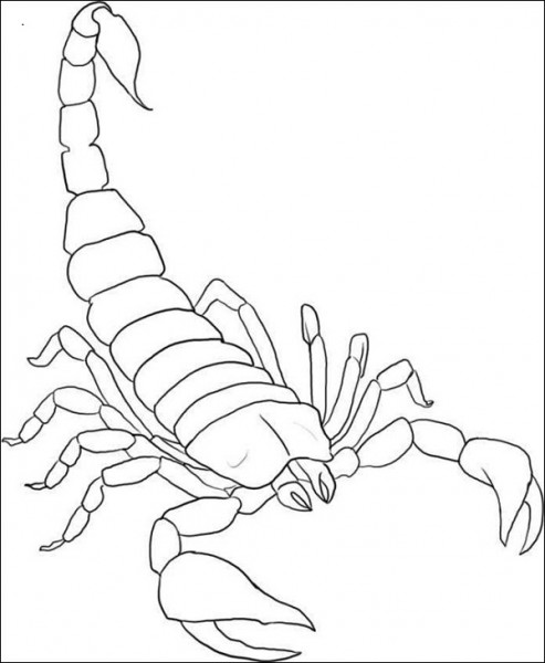 Disegno da colorare: Scorpione (Animali) #14539 - Pagine da Colorare Stampabili Gratuite