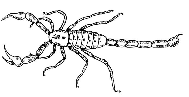 Disegno da colorare: Scorpione (Animali) #14544 - Pagine da Colorare Stampabili Gratuite