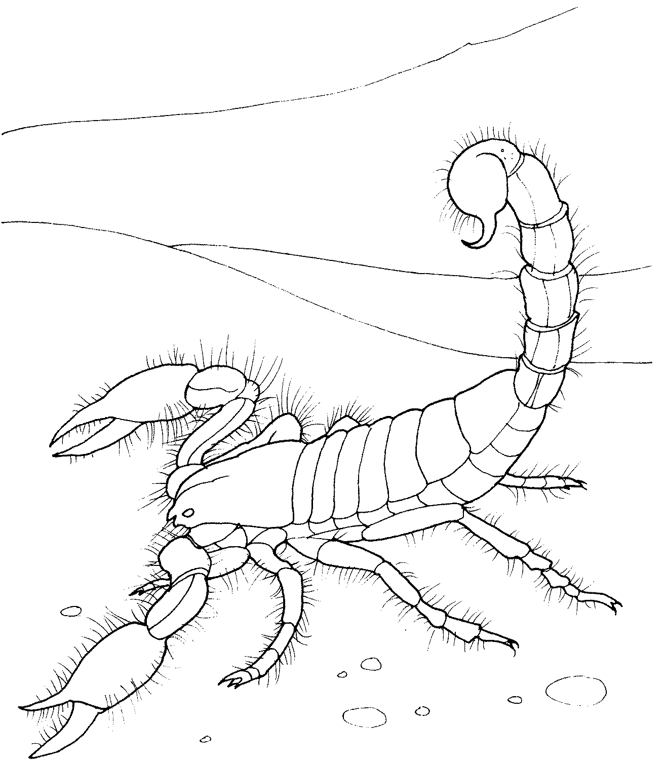 Disegno da colorare: Scorpione (Animali) #14553 - Pagine da Colorare Stampabili Gratuite