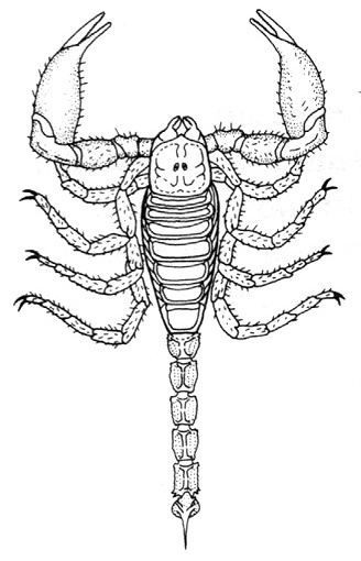 Disegno da colorare: Scorpione (Animali) #14590 - Pagine da Colorare Stampabili Gratuite