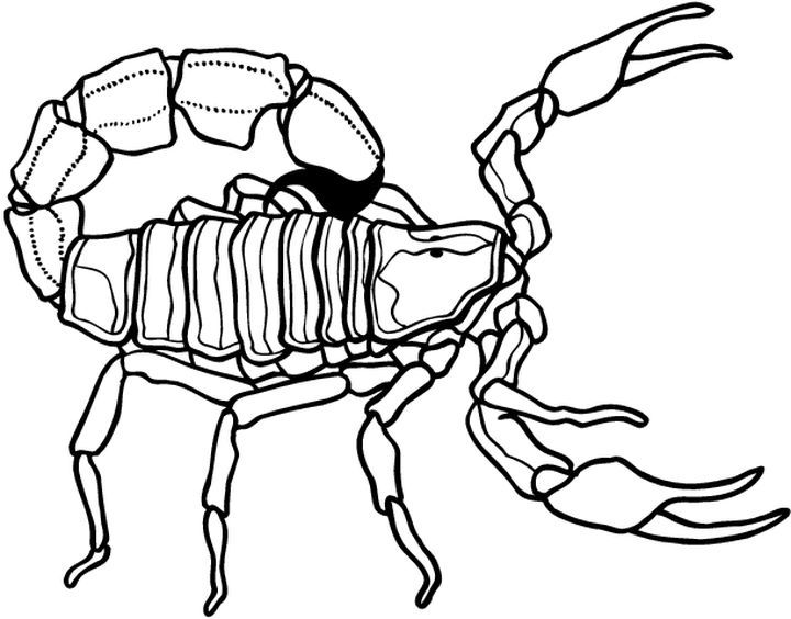 Disegno da colorare: Scorpione (Animali) #14601 - Pagine da Colorare Stampabili Gratuite